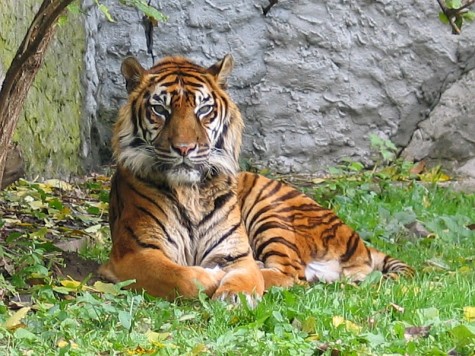 New Zealand zookeeper killed by male Sumatran tiger.