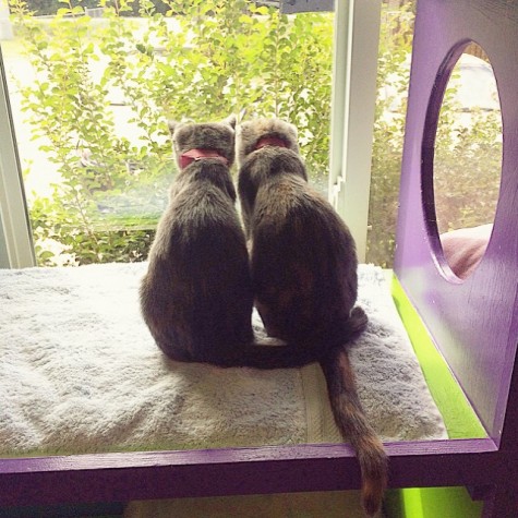 Giving a voice to the voiceless: The Humane Society of Forsyth County