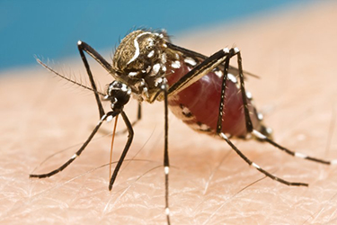 The genus Aedes mosquitos is common in the Americas, such as the one pictured above. 