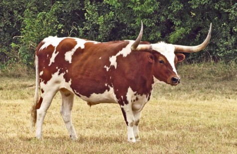 The news that matters most to you from the Lambert Longhorns.