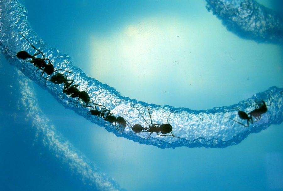 Ants create a tunnel through the gel substance of an ant farm.