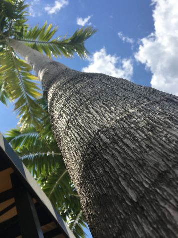 Time flies on Captiva Island