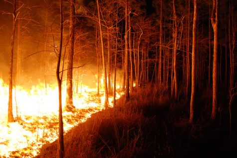 Wildfires span across miles of the northern Georgia forests.