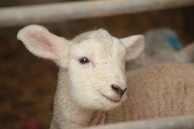 The BioBag is currently being tested with premature lambs with a  high success rate.