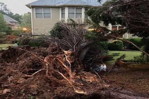 A gigantic tree behind Lambert freshman, Morgan Quach's, house was completely uprooted and destroyed due to Tropical Storm Irma. 