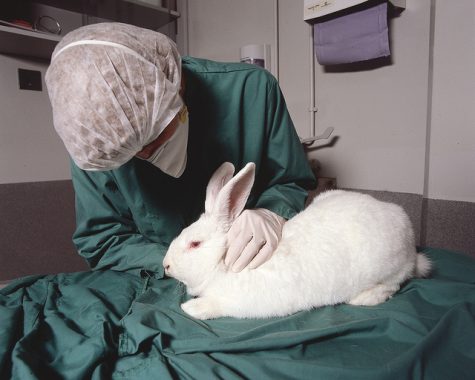 Should we test on animals for commercial and medical advancements?