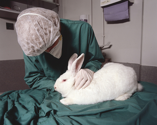 As science continues to improve, more and more scientists and researchers are moving away from traditional animal testing to cruelty-free methods.
