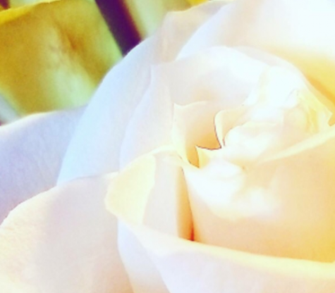 The Prominence of The White Rose
