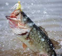 Hooking into the Lambert Bass Fishing Club