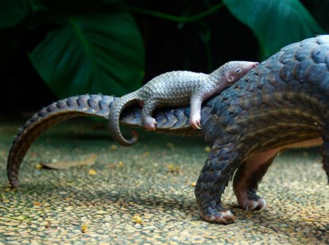 Baby Pangolin!
Source: https://www.boredpanda.com/baby-pangolin-facts/?utm_source=bing&utm_medium=organic&utm_campaign=organic