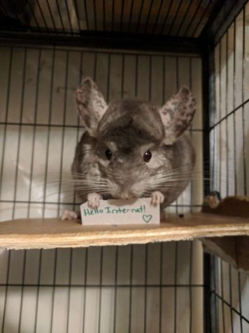 Picture of a chinchilla.
Source:
https://www.thedodo.com/close-to-home/chinchillas-hold-motivational-signs