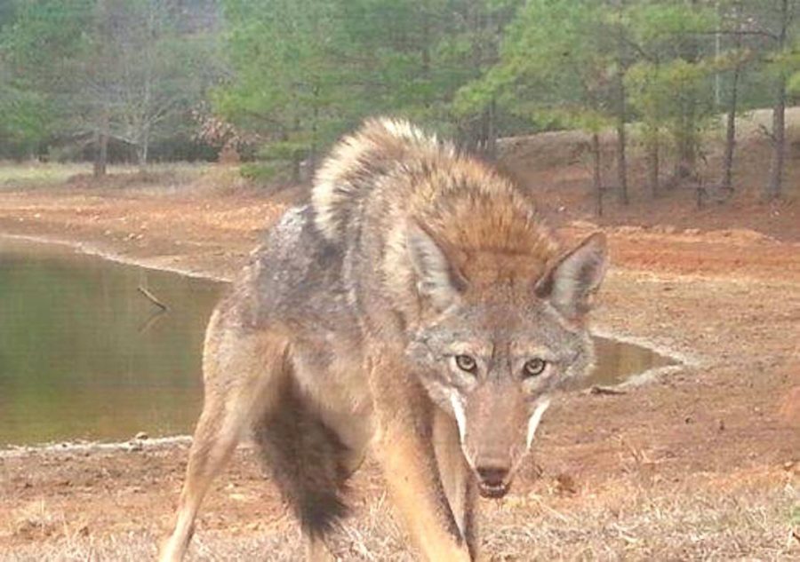 Coyote pictured near a residential area in Gwinnett County Georgia
Source:
https://www.gwinnettdailypost.com/local/georgia-looks-to-curb-coyote-population-with-prizes/article_ce25920c-f546-5f83-af37-d8cb28df2c03.html