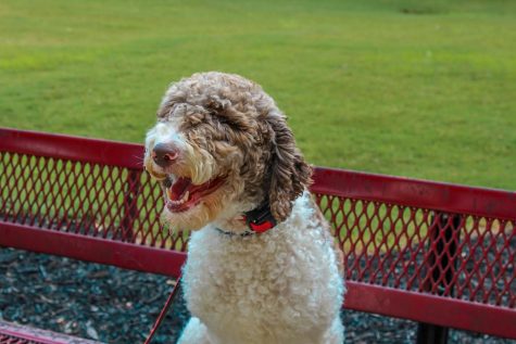 Lambert’s faculty is continuing to grow as three new therapy dogs have been added to the family to relieve anxiety and bring joy to the students and teachers!