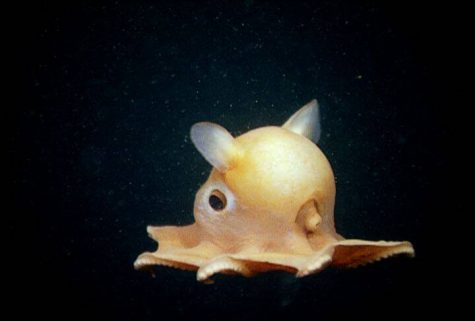 Picture of Dumbo Octopus!
Source:
https://allthatsinteresting.com/dumbo-octopus