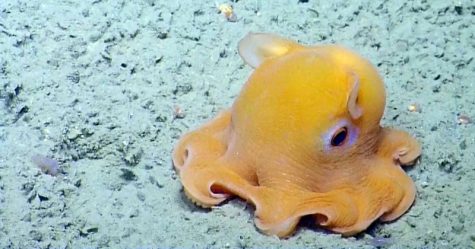 Critter of the Week: The Blobfish