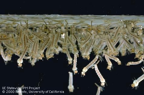 A cluster of mosquito larvae in a small pool of standing water.
Photo Credit:
https://ucanr.edu/blogs/blogcore/postdetail.cfm?postnum=10847
Photographer:
Jack Kelly Clark
https://ucanr.edu/News/?uid=666&ds=191