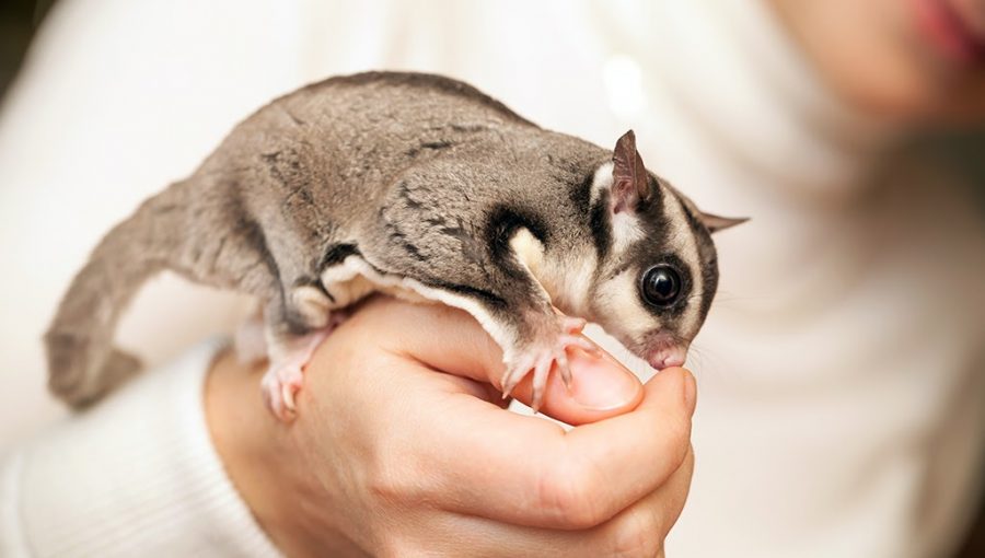 Picture of Sugar Glider
Source:
https://www.petassure.com/new-newsletters/pocket-pets-what-is-a-sugar-glider/