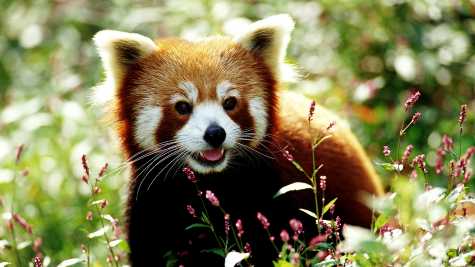 Photo of a red panda.
Source:
https://www.foodandwine.com/news/you-can-help-couple-adorable-red-pandas-threatened-food-shortage