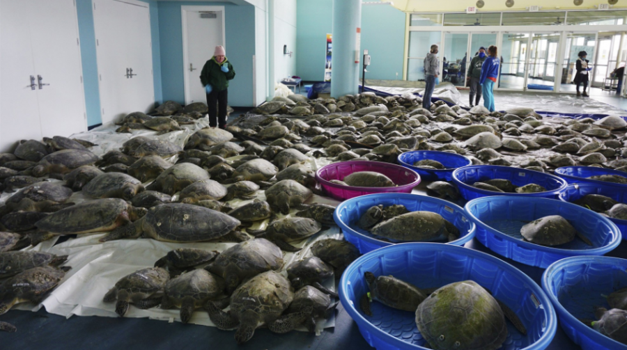 Hundreds of Green Sea Turtles warming up in the South Padre Island Convention Center 
Photo by Miguel Roberts, taken on Feb 16, 2021, Some rights reserved, http://bit.ly/1QqnIiW
