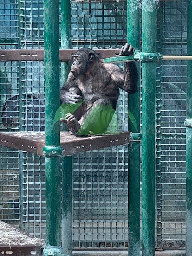 A monkey ponders about life in his enclosure. Monkeys are social creatures who enjoy socializing with their fellow group members. Photo taken by Justin Hwang on April 7, 2021.