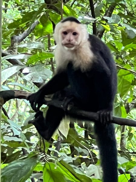 A white-faced capuchin, one monkey species in Costa Rica (Harper Sellars).

